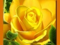 เกม Yellow Roses