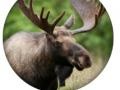 เกม Animal Quiz 