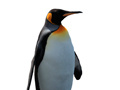 เกม Penguin Painting: Coloring For Kids