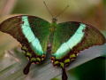 เกม 100 Pics Quiz Online