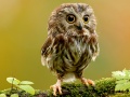 เกม Animal Hidden Stars
