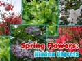 เกม Spring Flowers: Hidden Objects