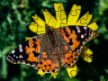 เกม Jigsaw Puzzle: Spring