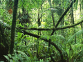 เกม Jigsaw puzzle: Rainforest