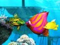 เกม Big Fish Eat Small Fish