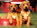 เกม Puppy Pairs Puzzle