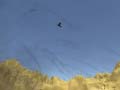 เกม Toucan Shooter