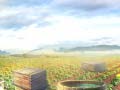เกม Farm Treasure