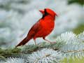 เกม Birds Puzzle