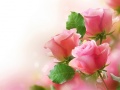 เกม Pink Roses