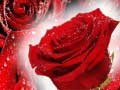 เกม Red Roses