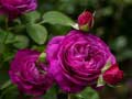 เกม Purple Roses