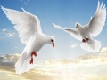 เกม Flying Birds