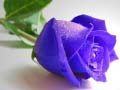 เกม Blue Roses