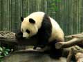 เกม Pandas Puzzle