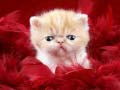เกม Funny Kitty
