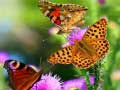 เกม Butterfly Slide