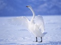 เกม Graceful Swans