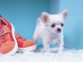 เกม Lovely Puppy Puzzle