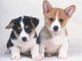 เกม Cute Puppies Puzzle
