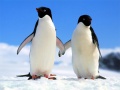 เกม Penguin Puzzle