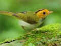 เกม Birds Slide