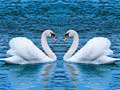 เกม Swans Slide