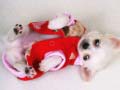เกม Lovely Puppy Slide