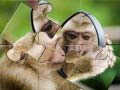เกม Chimpanzee Jigsaw