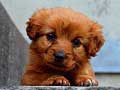 เกม Puppy Puzzle