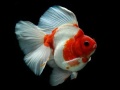 เกม Gold Fish Jigsaw Puzzle
