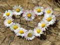 เกม Daisy Heart Jigsaw