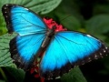 เกม Nature Jigsaw Puzzle Butterfly