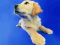 เกม Funny Cats And Dogs Jigsaw Puzzle