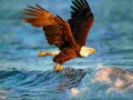 เกม Animals Jigsaw Puzzle Eagle