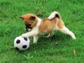 เกม Playful Puppy Outdoor Puzzle