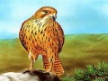 เกม Birds of Prey Slide