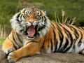 เกม Animals Jigsaw Puzzle Tiger