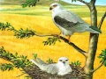 เกม Birds Of Prey Puzzle