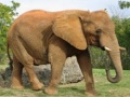 เกม Animals Jigsaw Puzzle - Elephants