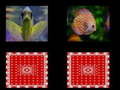 เกม fish memory