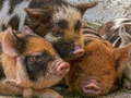 เกม Piglet Piggy Jigsaw