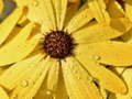 เกม Flower Petals Raindrop Jigsaw