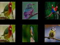 เกม Memorize the birds