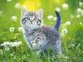 เกม Kittens Jigsaw