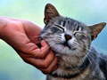เกม Tickling Cat