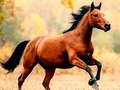 เกม Horse Slide