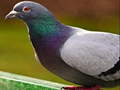 เกม Pigeon Jigsaw Puzzle