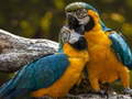 เกม Parrot Jigsaw