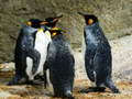 เกม King Penguin Jigsaw